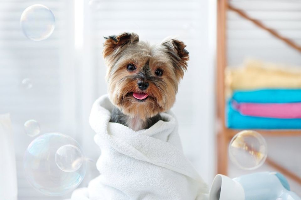 how often can i shower my yorkie