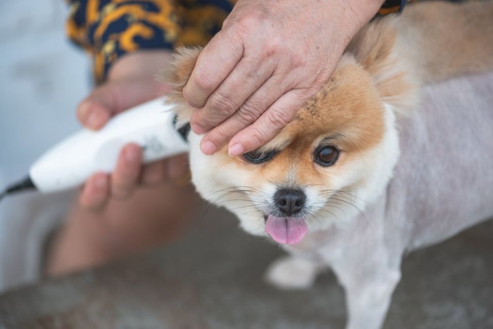 Find the top pet grooming tips from the experts today.