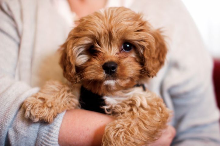 Puppy Grooming in Texas