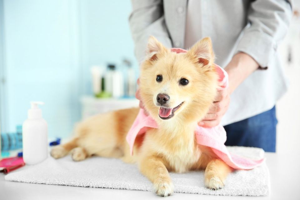 How you can protect your puppy with flea and tick treatments.