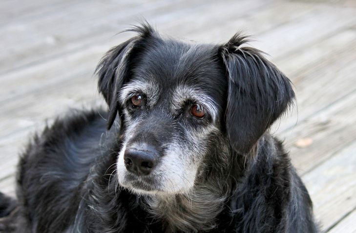 Senior and anxious dog grooming