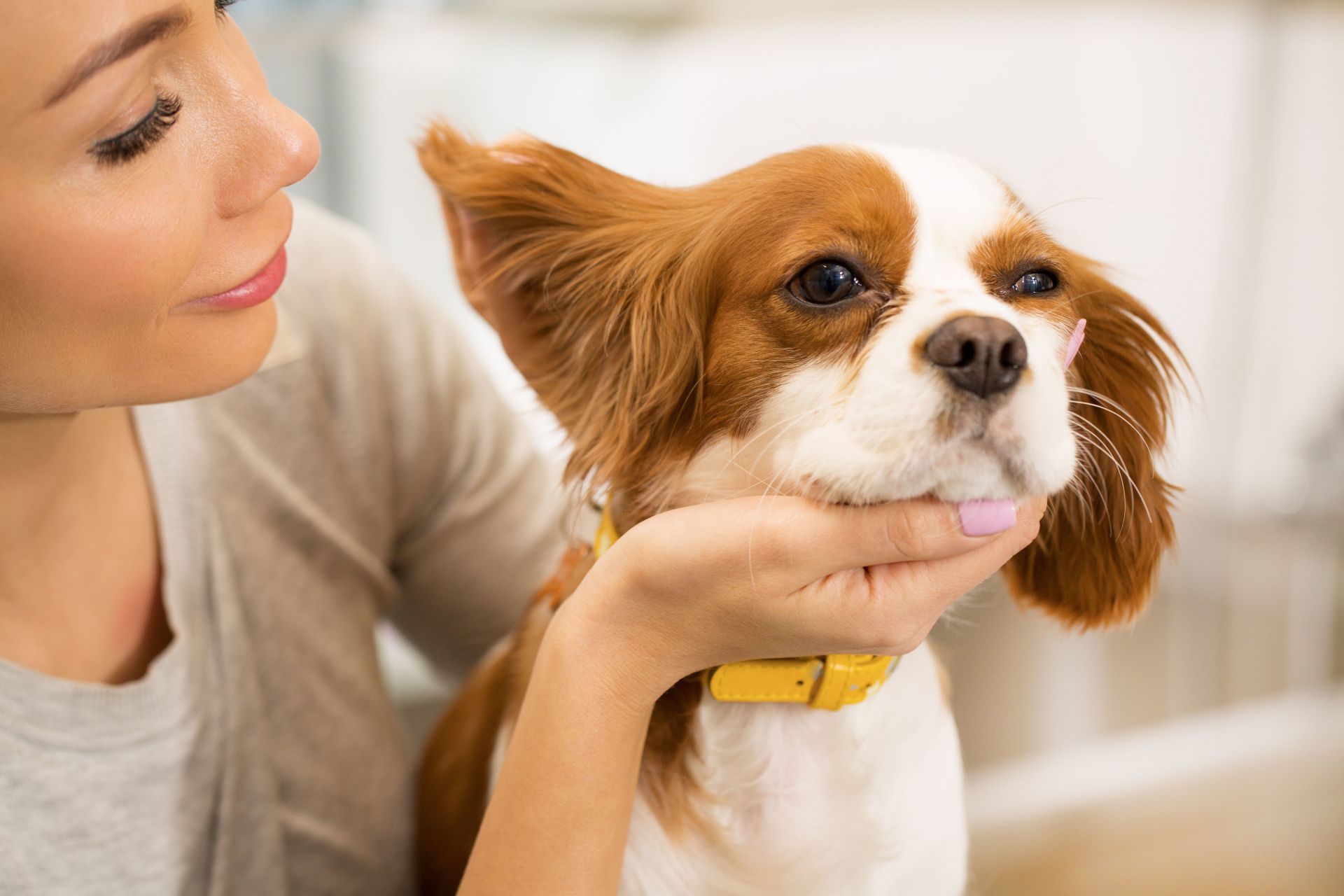 Gallery - Primped Pooches