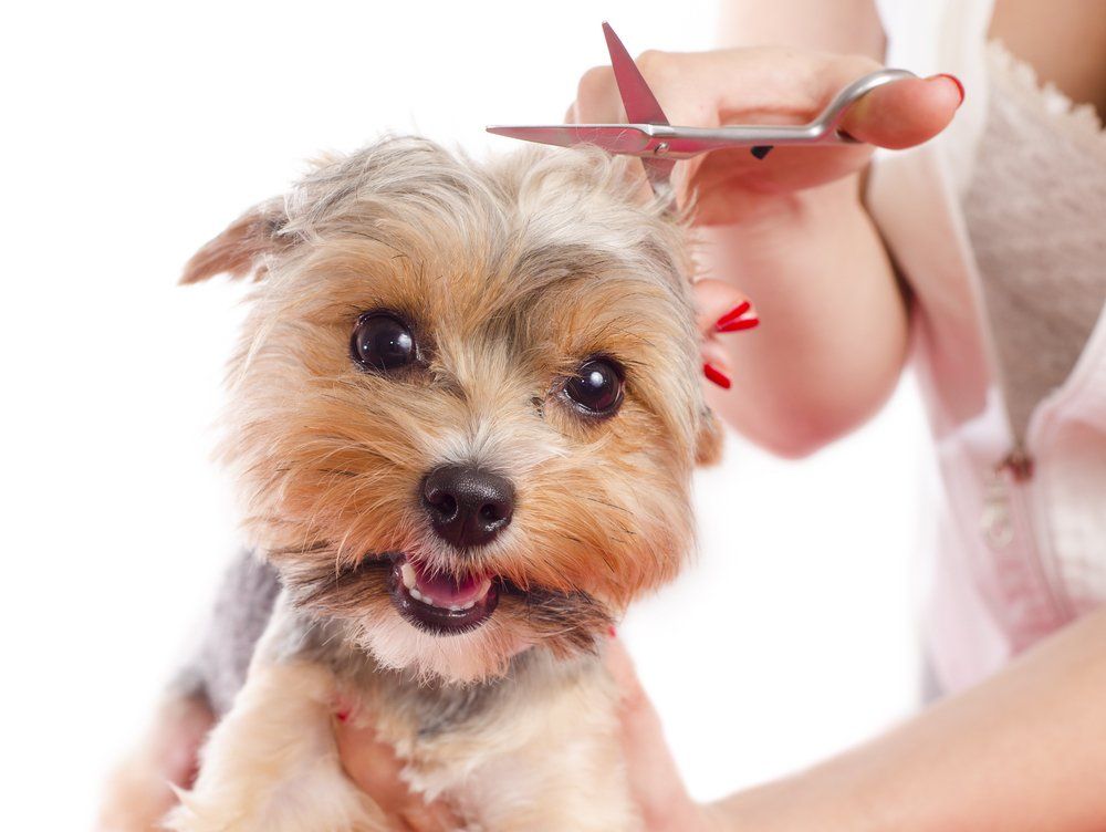 how to properly use a dog clipper to give your dog a haircut 