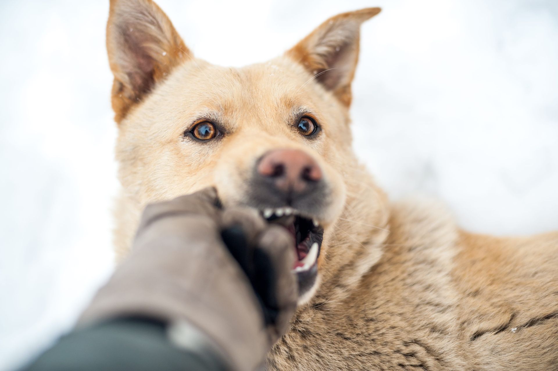 Dog gently biting a gloved hand in a snowy outdoor setting