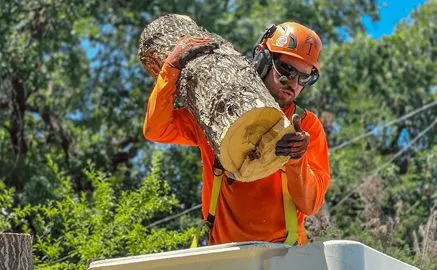 Arborist in orange shirt and helmet carries a log. Outdoors, tree in background.