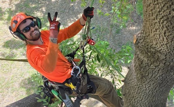 Arborist in orange shirt, helmet, and safety gear, giving peace sign while in a tree.