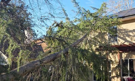 Fallen evergreen tree rests against a house, damaging roof.