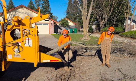 Two workers in orange overalls feed tree branches into a yellow wood chipper outdoors on a sunny day.