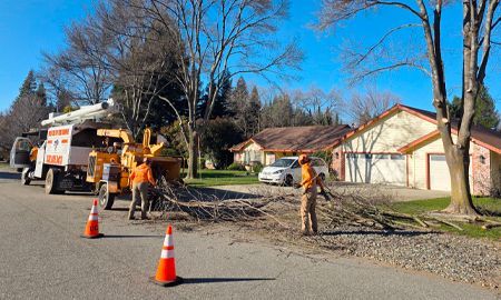Tree service workers chipping branches on a residential street; truck and chipper present.