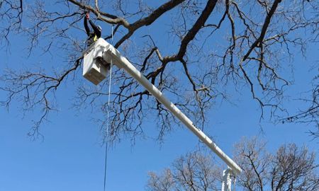 A person in a bucket lift trimming tree branches with a long arm, blue sky.