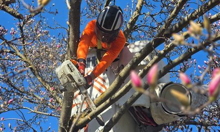 Arborist in orange outfit, helmet, using chainsaw to trim tree branches against a blue sky, surrounded by pink blossoms.