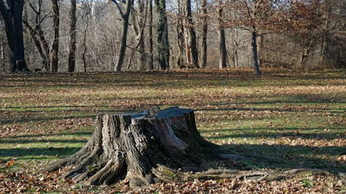 A weathered tree stump sits in a grassy meadow scattered with fallen autumn leaves, with a forest in the background.