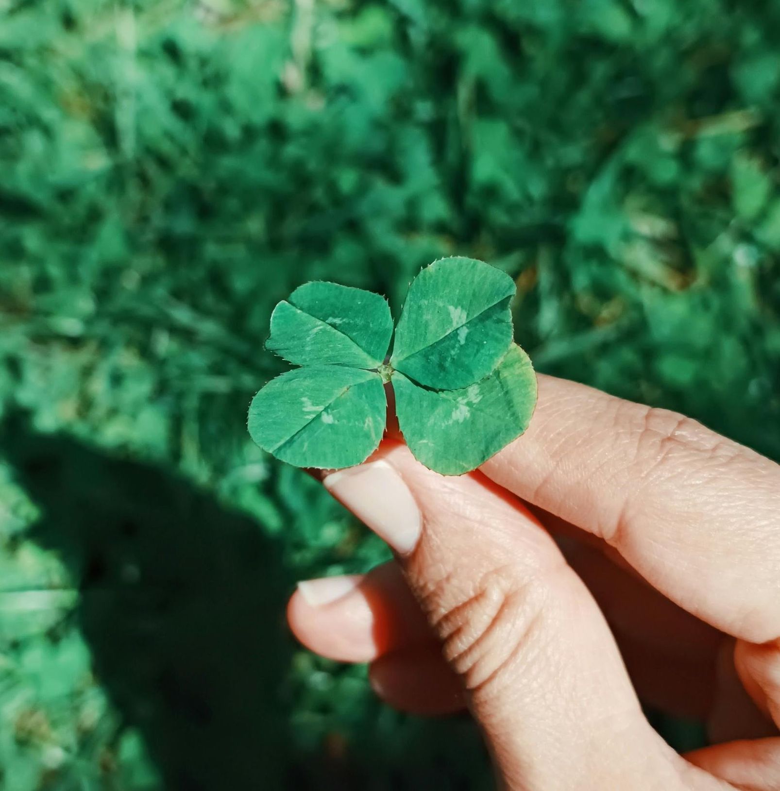 A person is holding a four leaf clover in their hand.