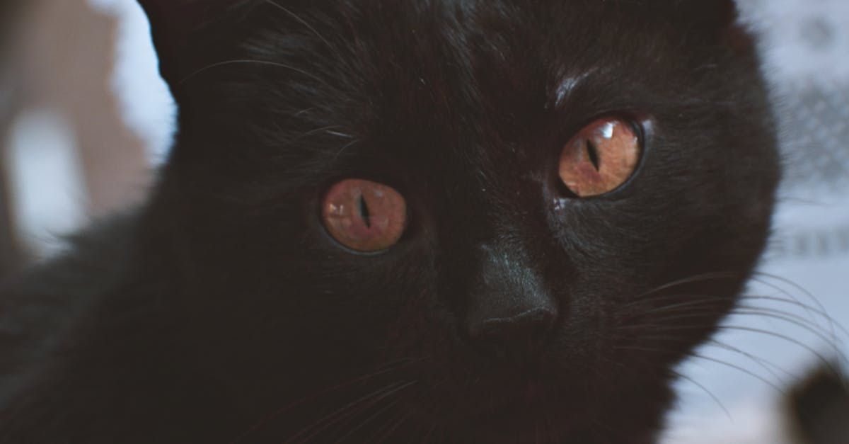 A close up of a black cat with red eyes looking at the camera.