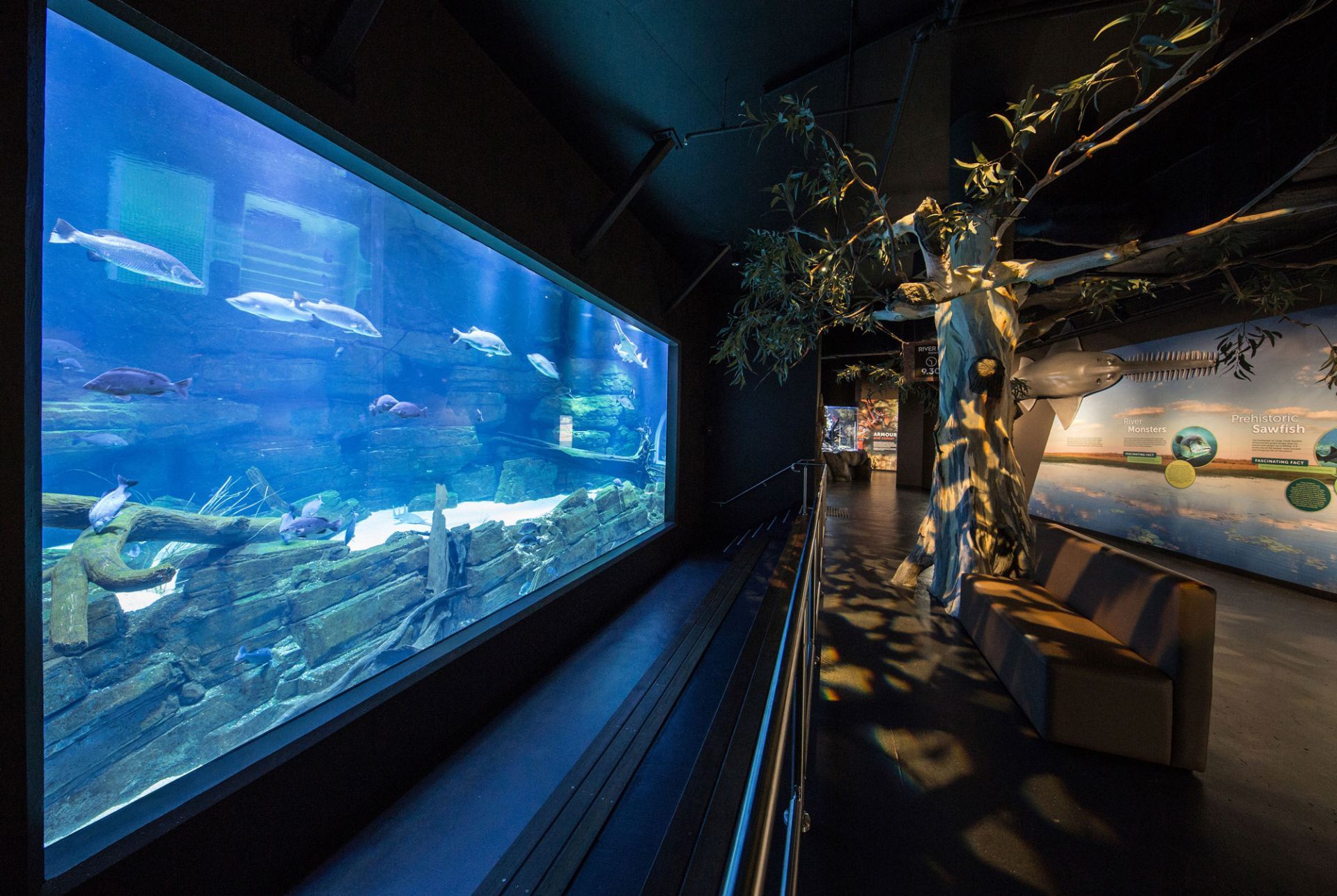 Interior of Cairns Aquarium in Cairns CBD, Queensland, showing large tropical freshwater fish tanks and rainforest river exhibit, popular indoor attraction and wet-season rainy day activity for visitors to Cairns and Far North Queensland.