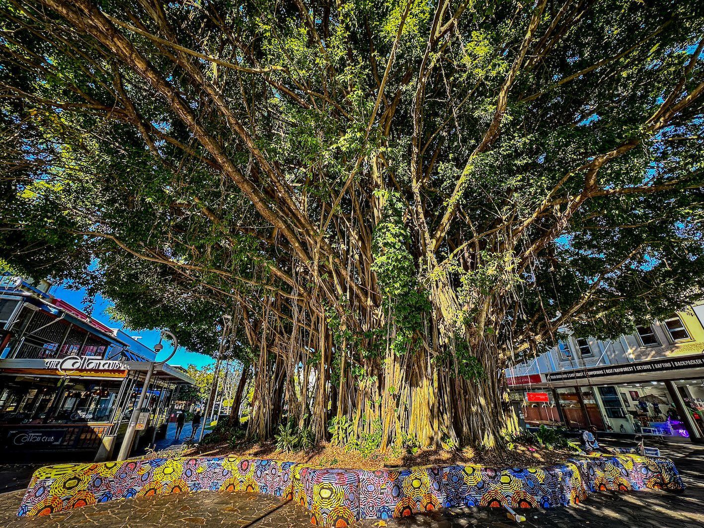 Large iconic fig tree in Cairns city providing shade along a popular walking route