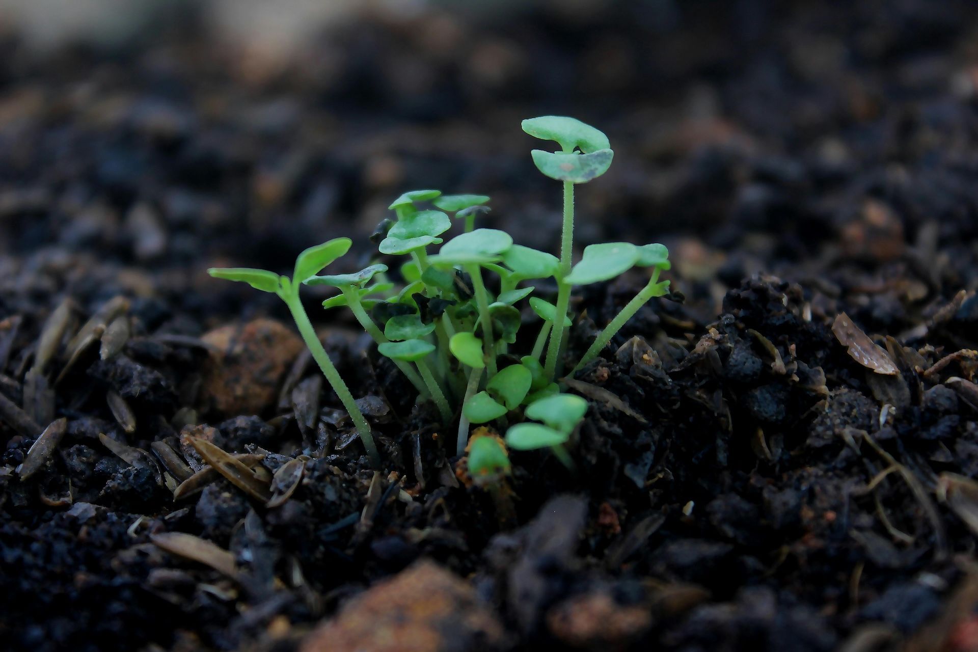 Small green seedlings sprouting from dark soil