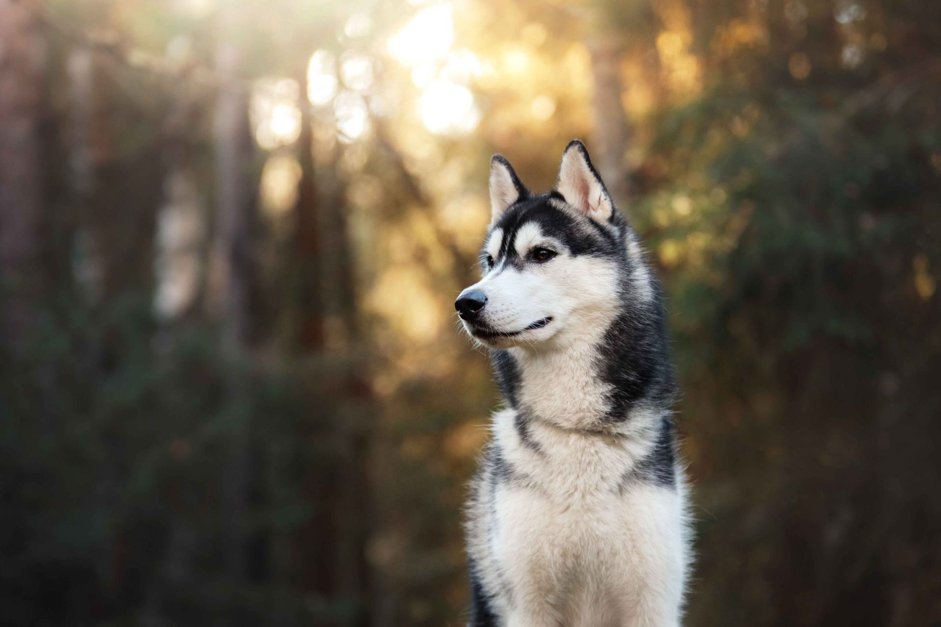 Husky dog with black and white fur, standing in a forest with sunlight.