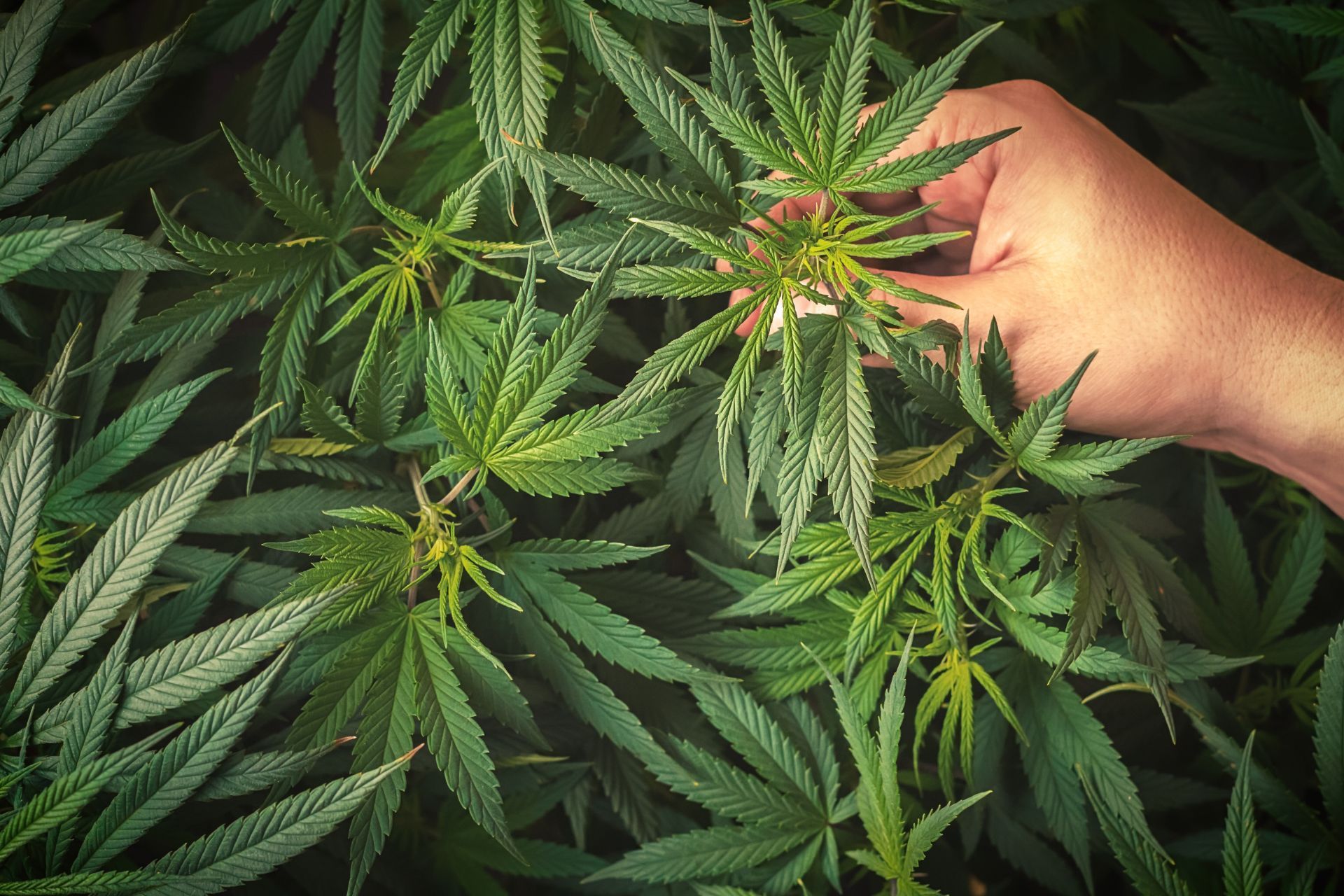 Comparing Insurance Premium Structures for Cannabis Businesses