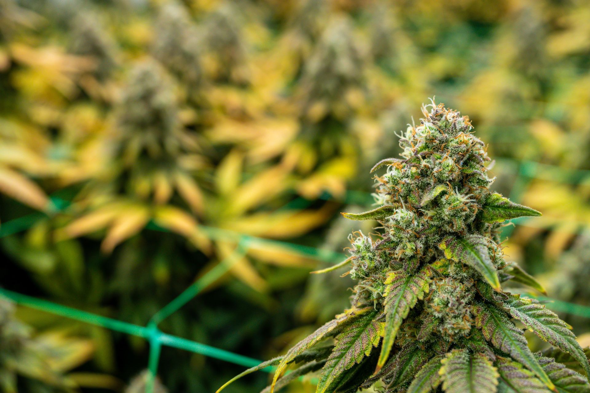 Cost-Saving Risk Management Tactics That Improve Cannabis Insurance Quotes