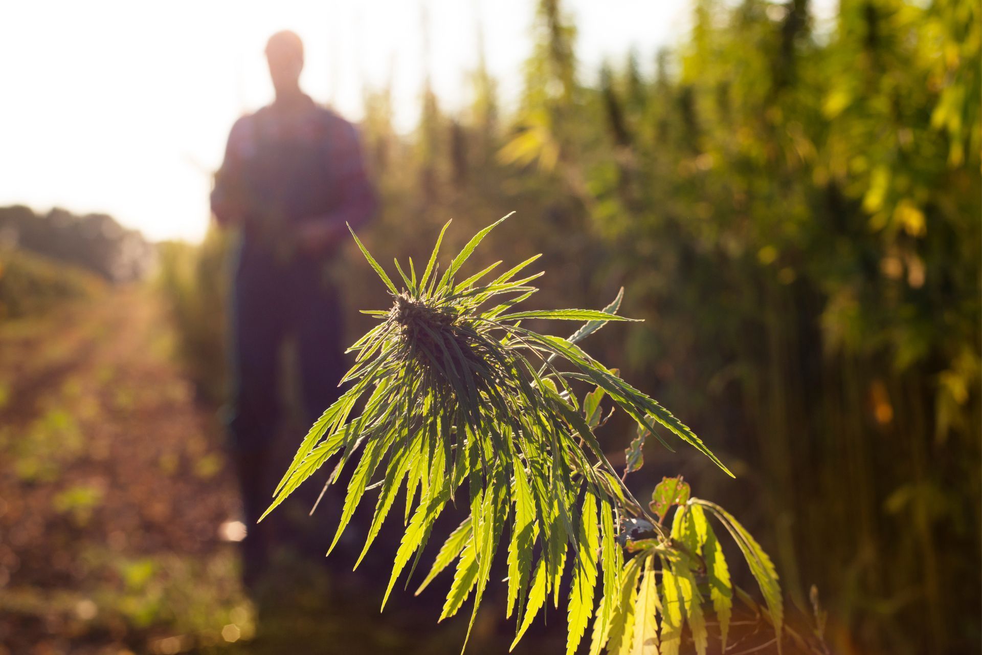 Financial Benefits of Workers’ Compensation Insurance for Cannabis Employers