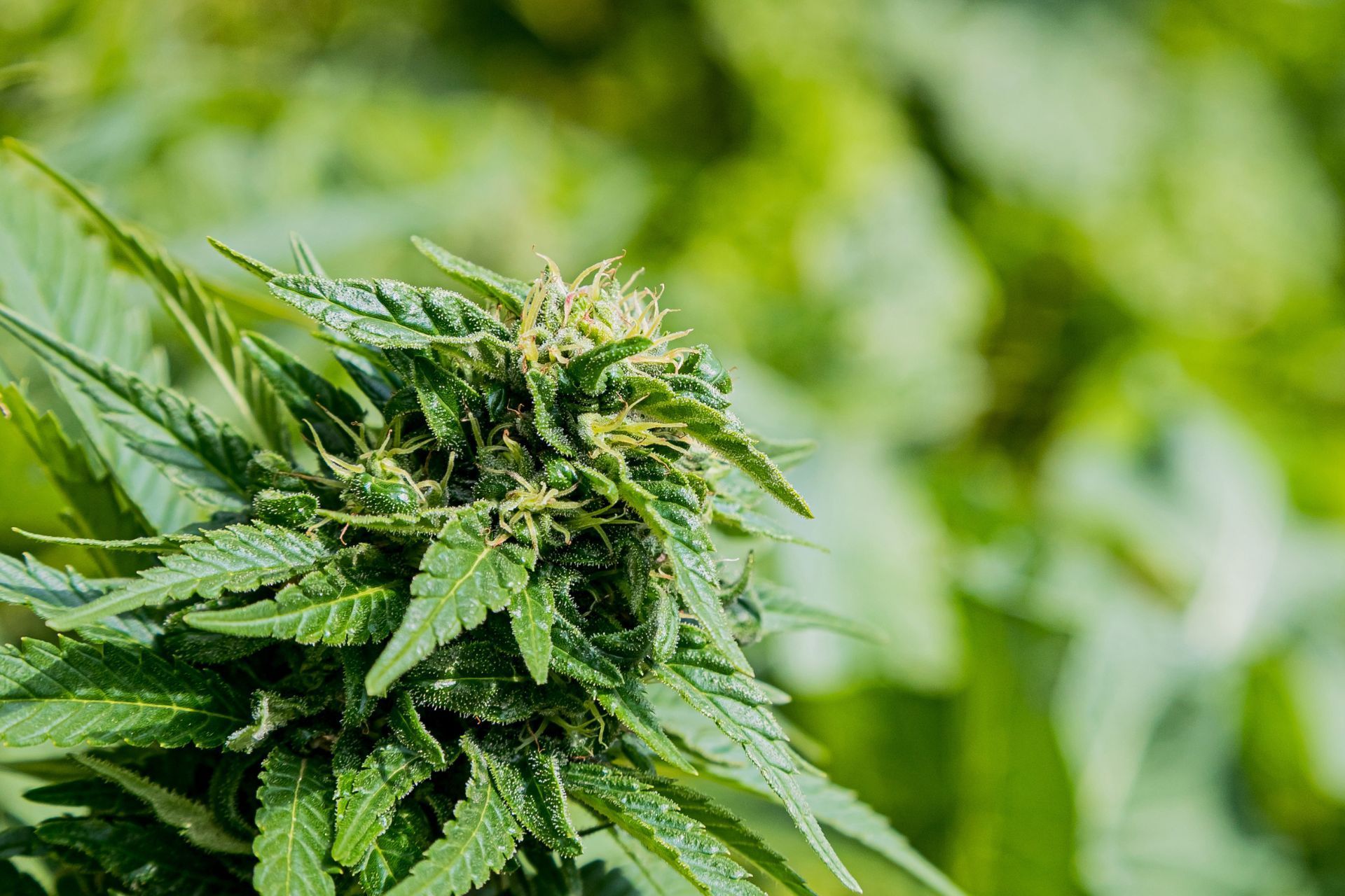 How Business Location Influences Cannabis Insurance Rates