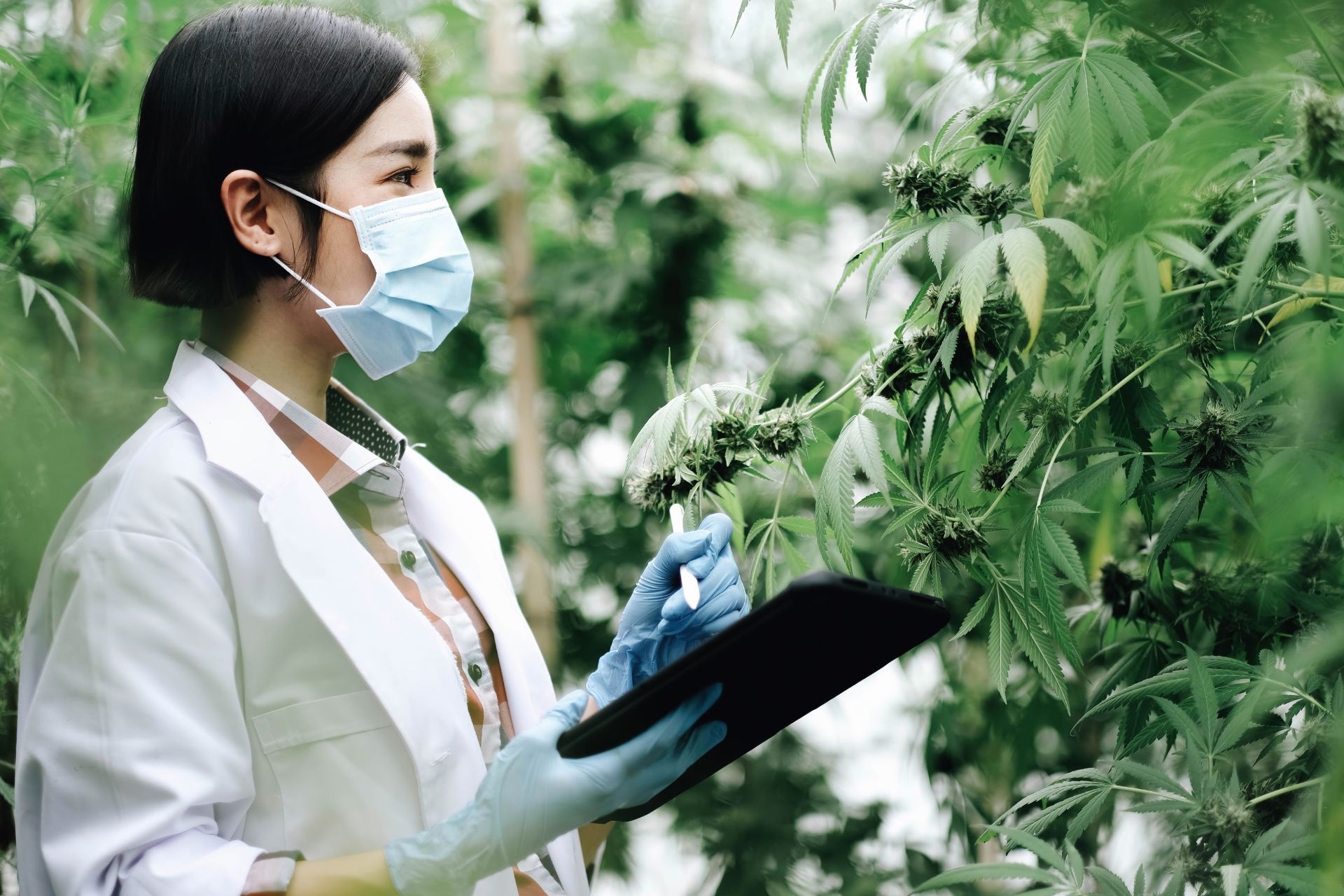 How to Prepare for an Insurance Audit in the Cannabis Industry