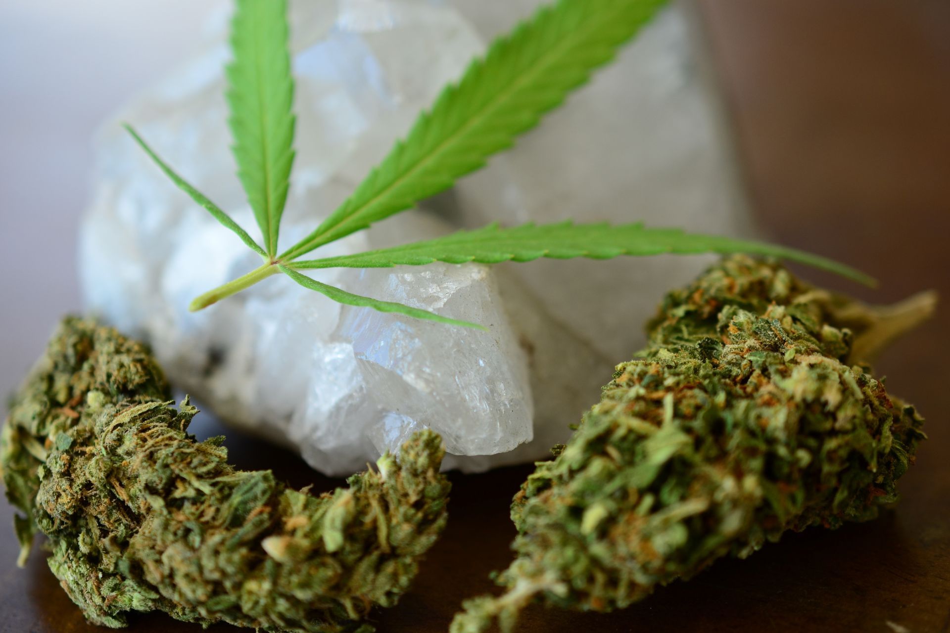 Insurance Considerations When Expanding Cannabis Operations Across States