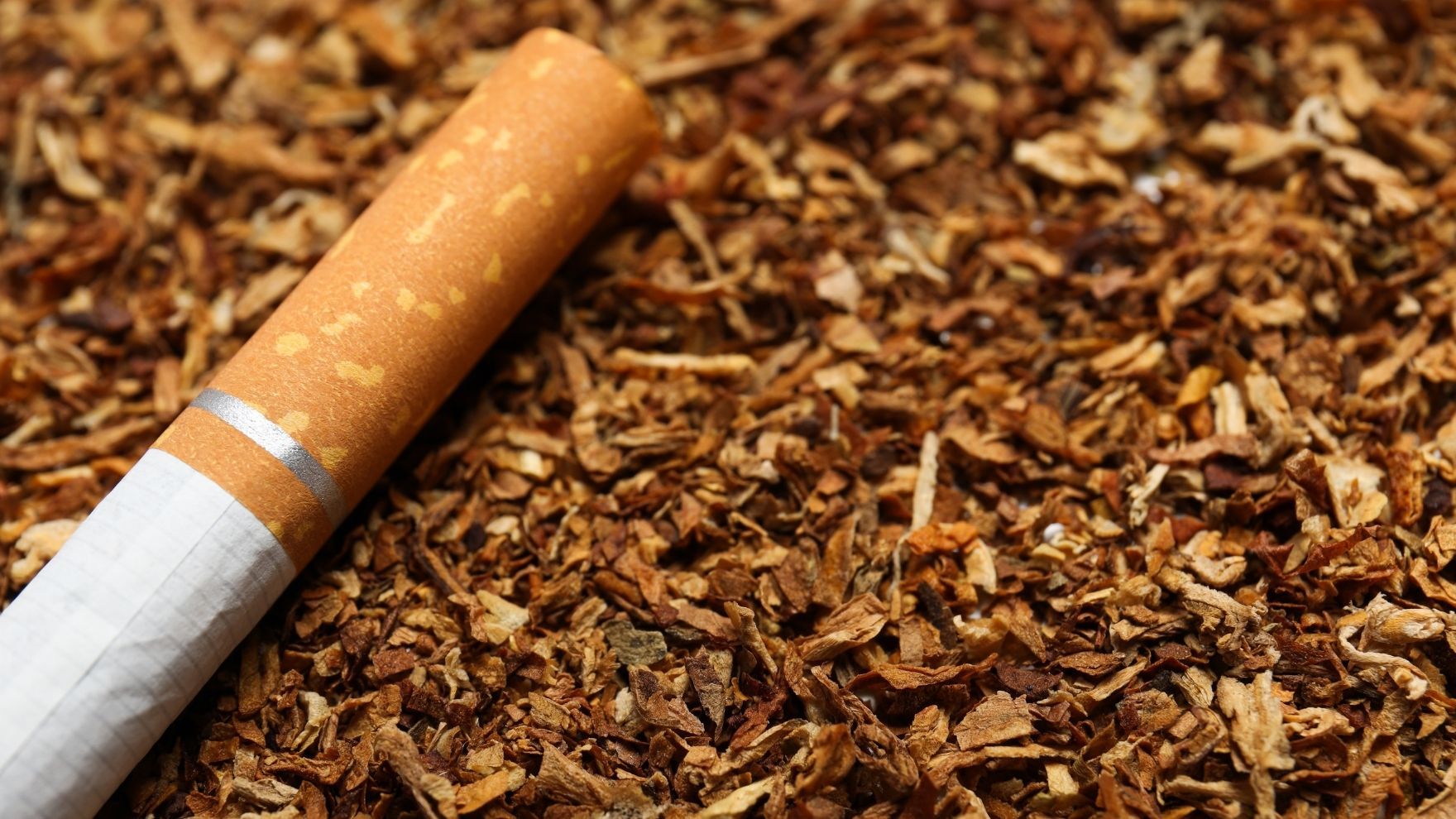 how long to get tobacco out of your body American Indian (KS) how long to get tobacco out of your body American Indian (KS)
