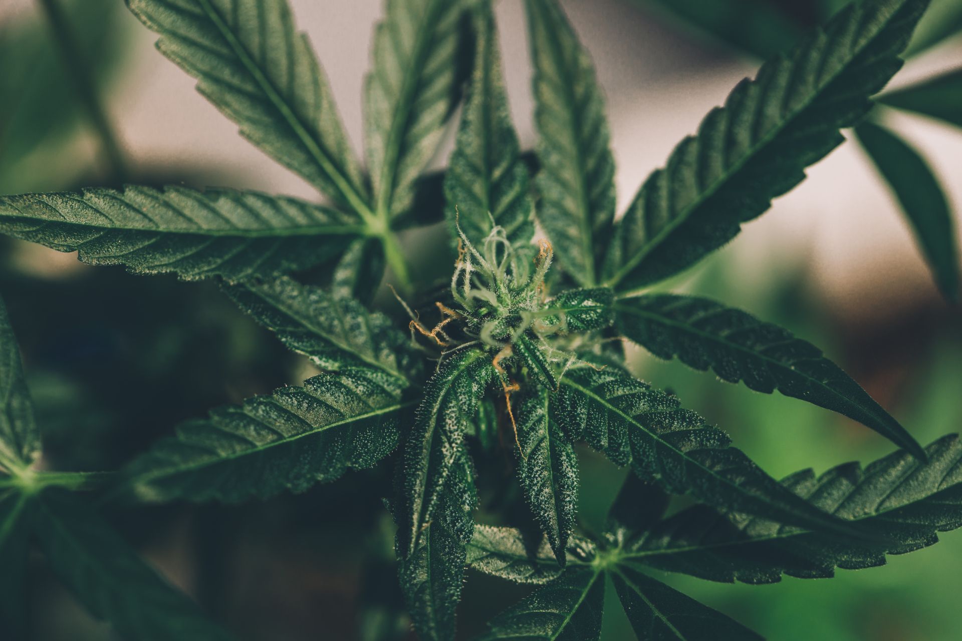 Tax Implications of Cannabis Insurance Deductions for Business Owners