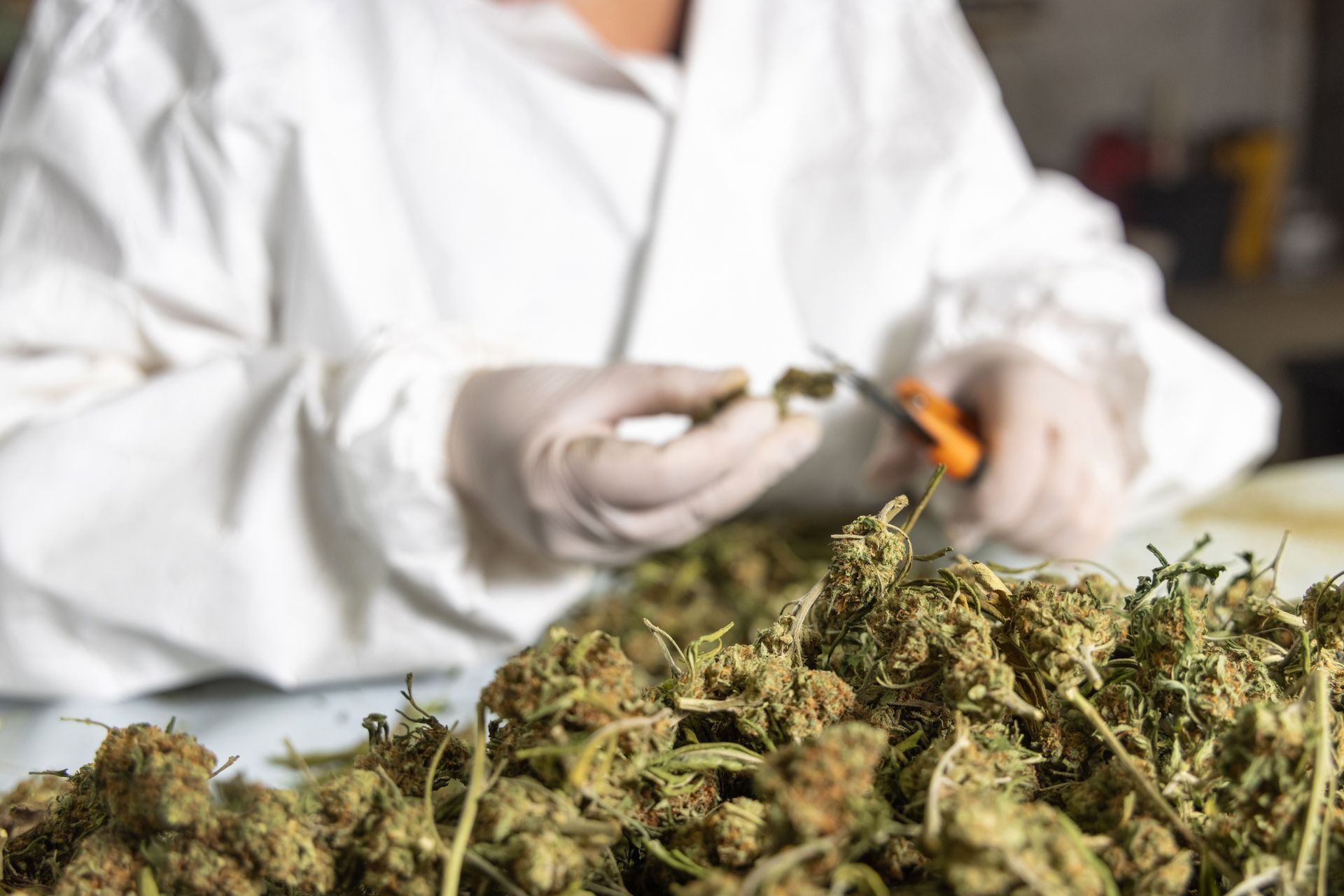 The Hidden Risks of Scaling Cannabis Manufacturing Operations