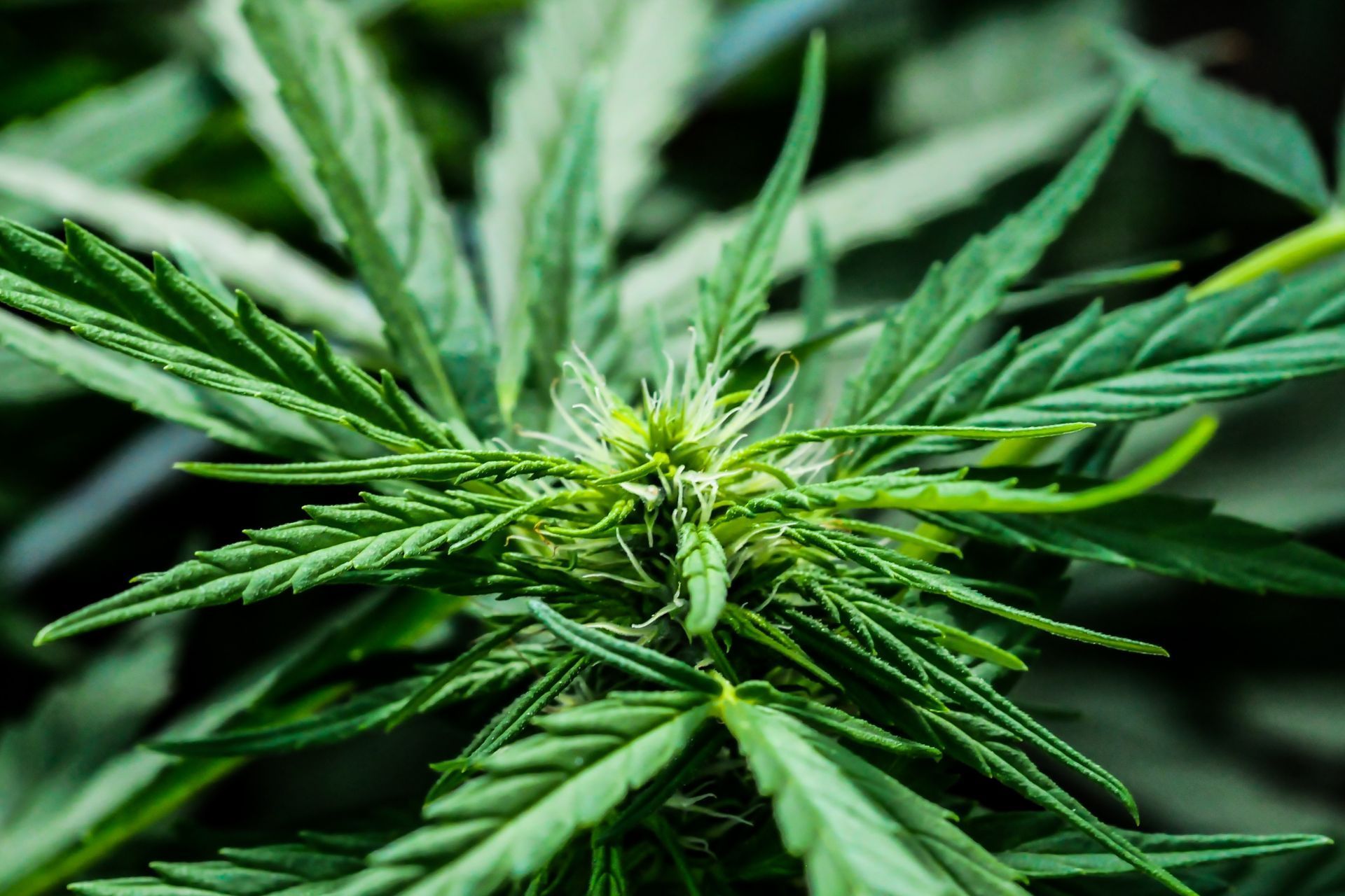 The Pros and Cons of Bundling Cannabis Insurance Policies