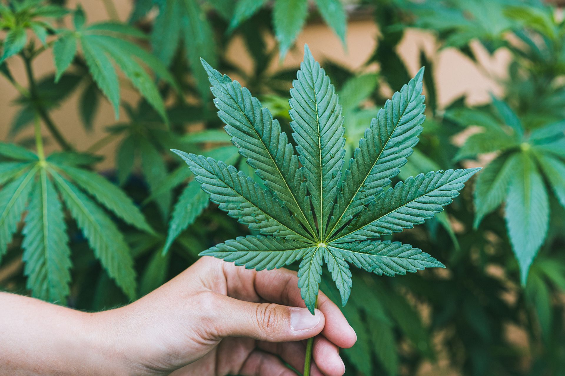 Using Insurance as a Selling Point in Cannabis Business Partnerships