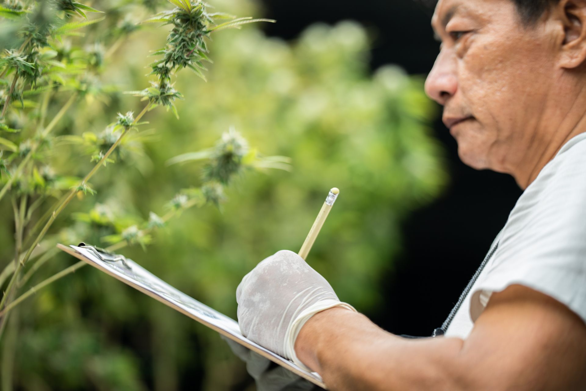 What Every Cannabis Business Owner Should Know About Filing Claims