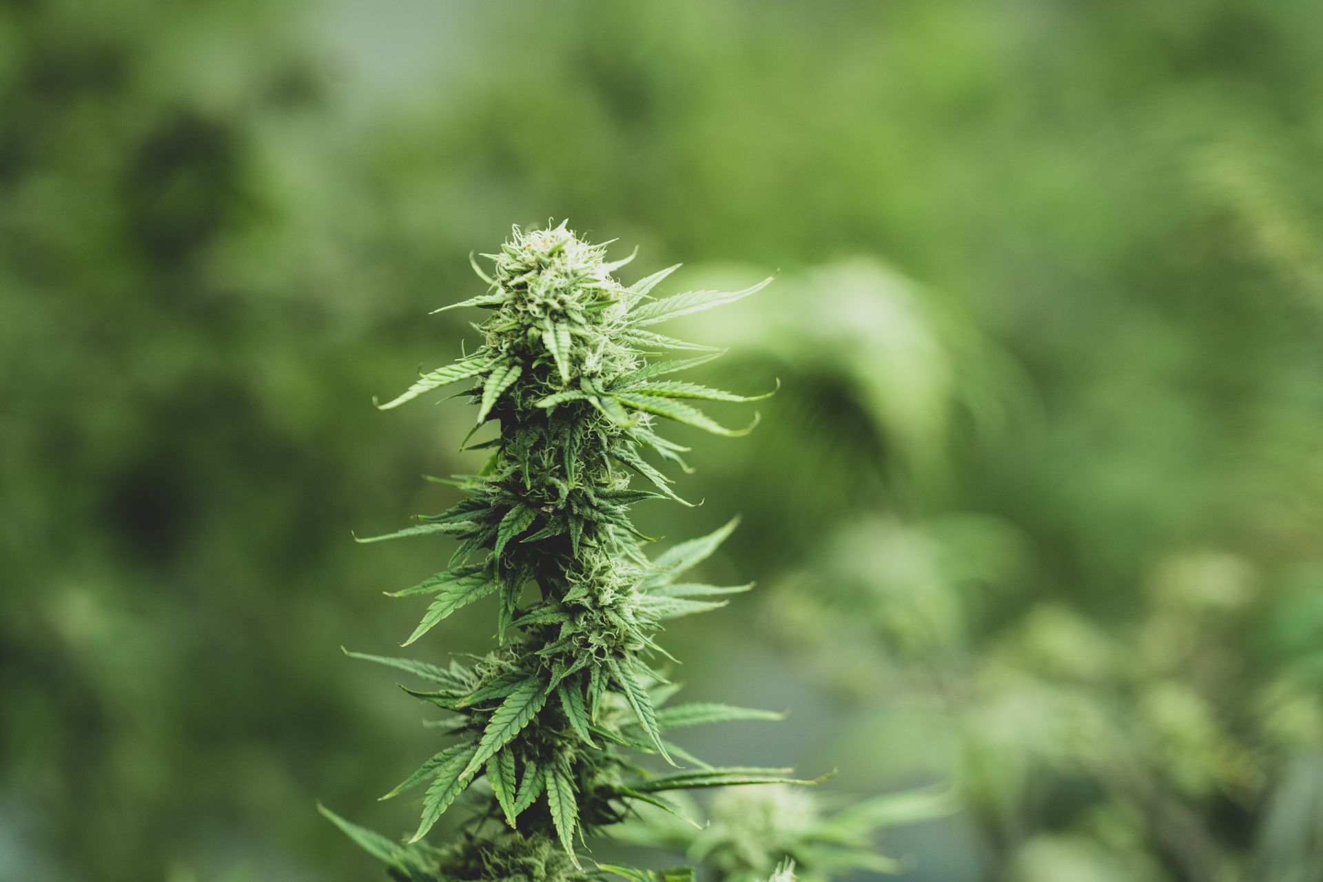 When to Consider Umbrella Insurance for Cannabis Business Protection