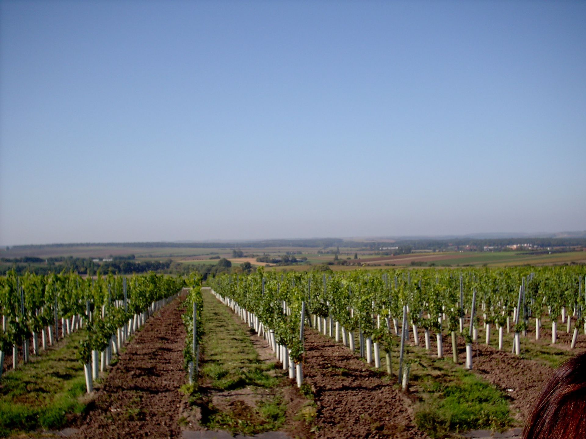 Weinreben in der Landschaft