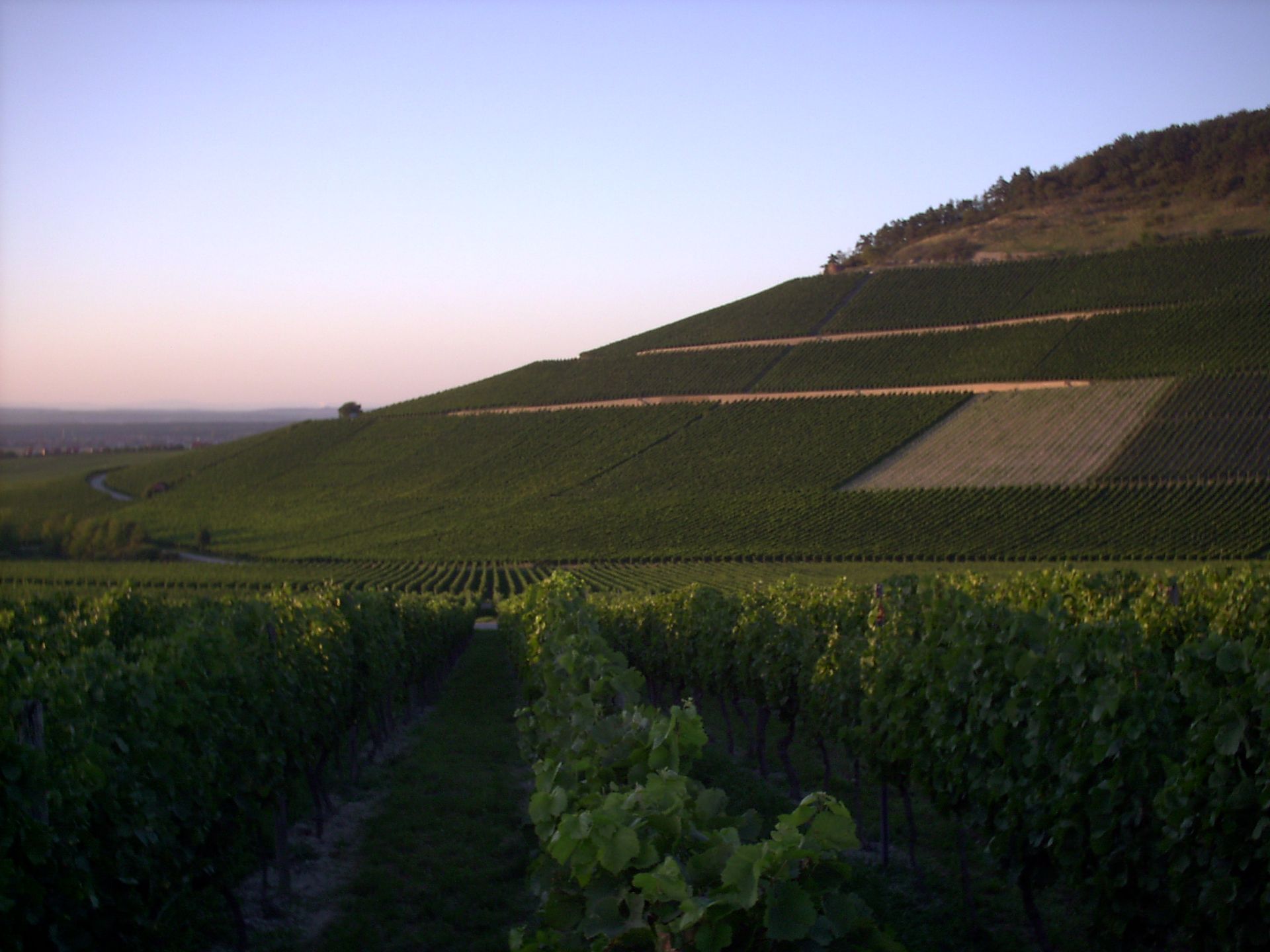 Weinberg bei Abenddaemmerung