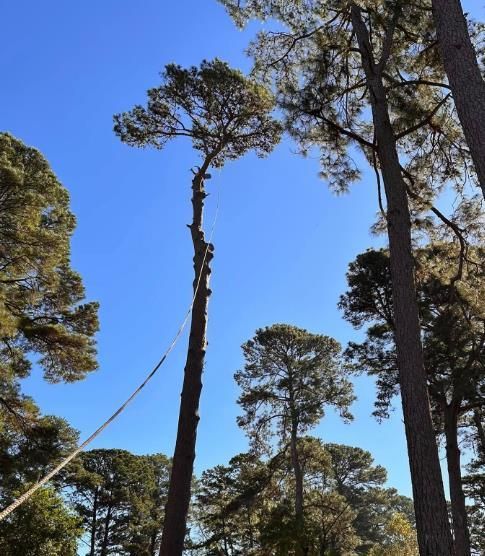 A worker in safety gear cuts a tree limb while positioned in the yellow bucket of an aerial lift.