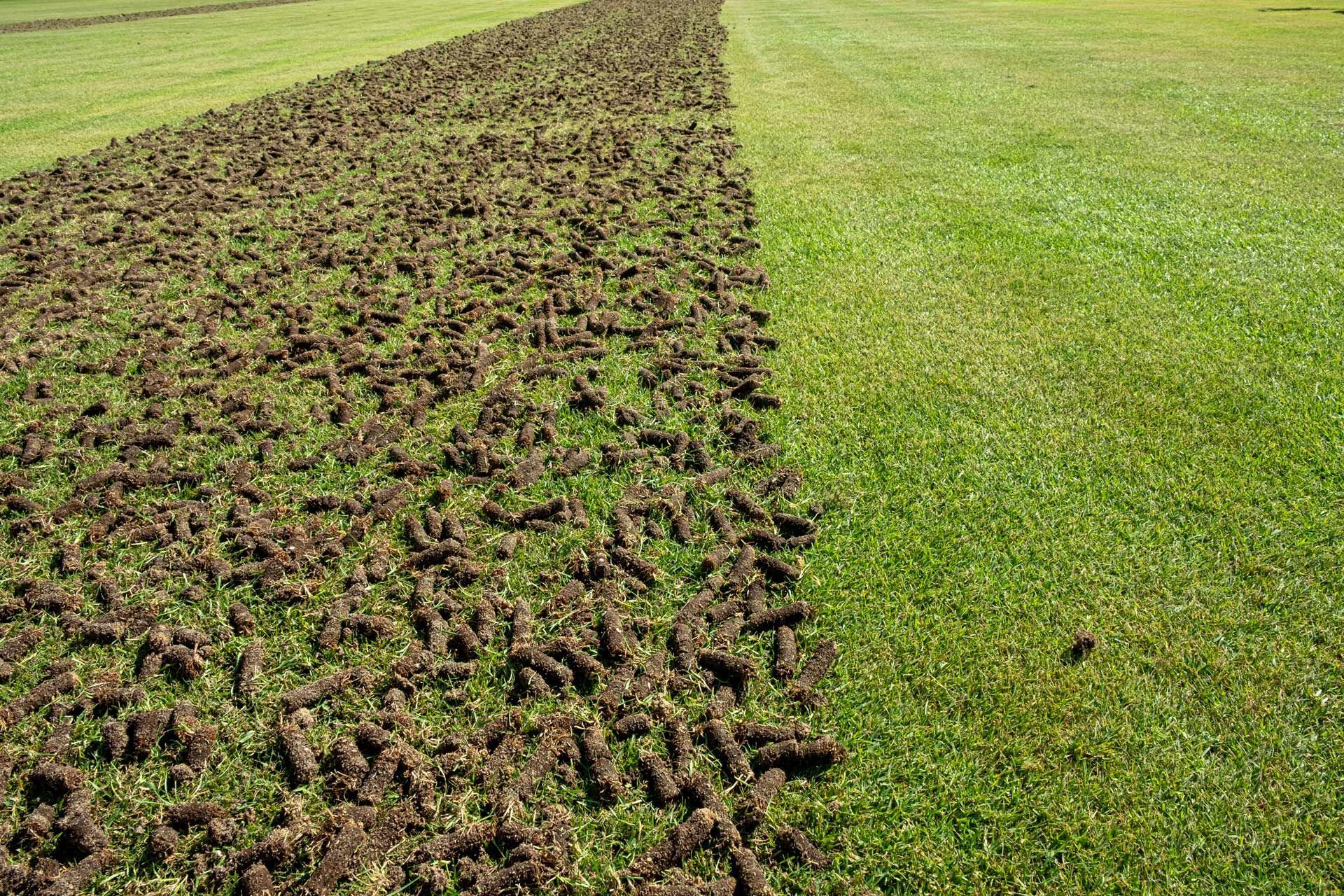 A field of grass with a lot of brown spots on it