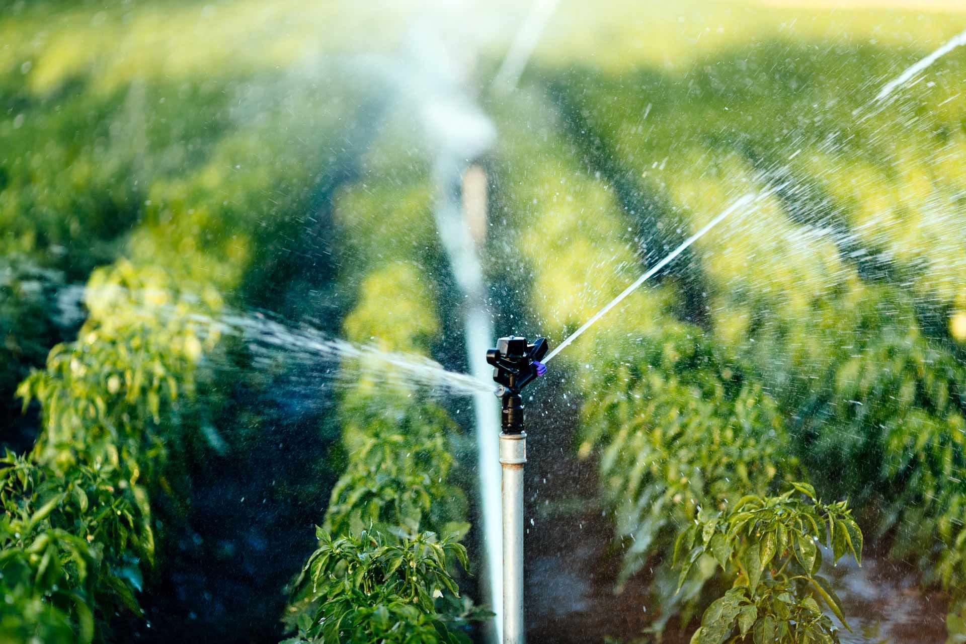 A sprinkler is spraying water on a field of plants