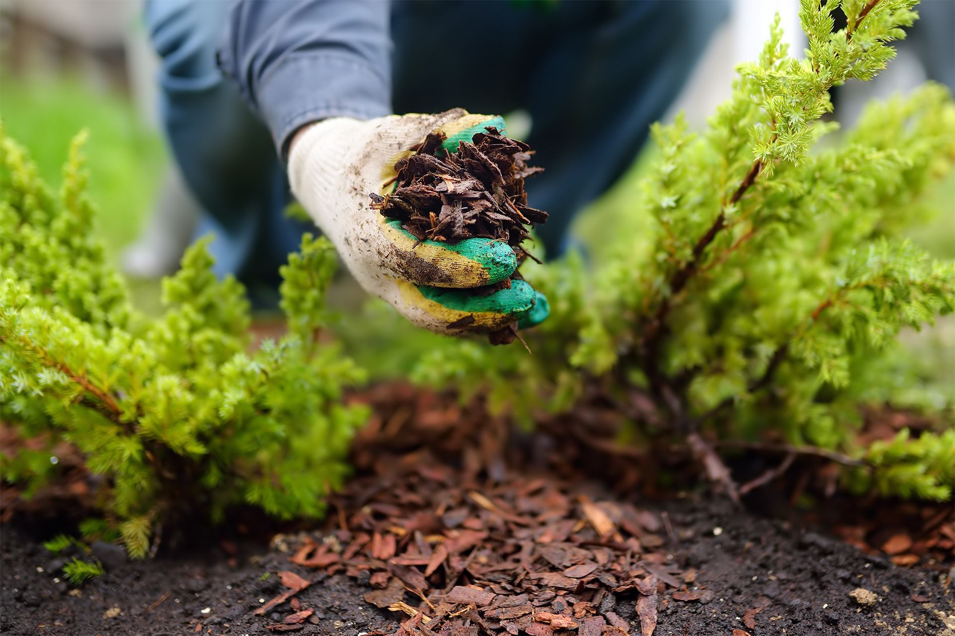 A person is holding a pile of dirt in their hand