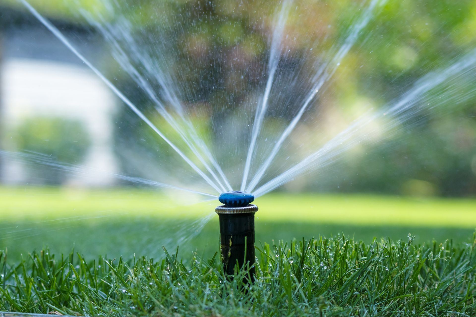 A sprinkler is spraying water on a lush green lawn