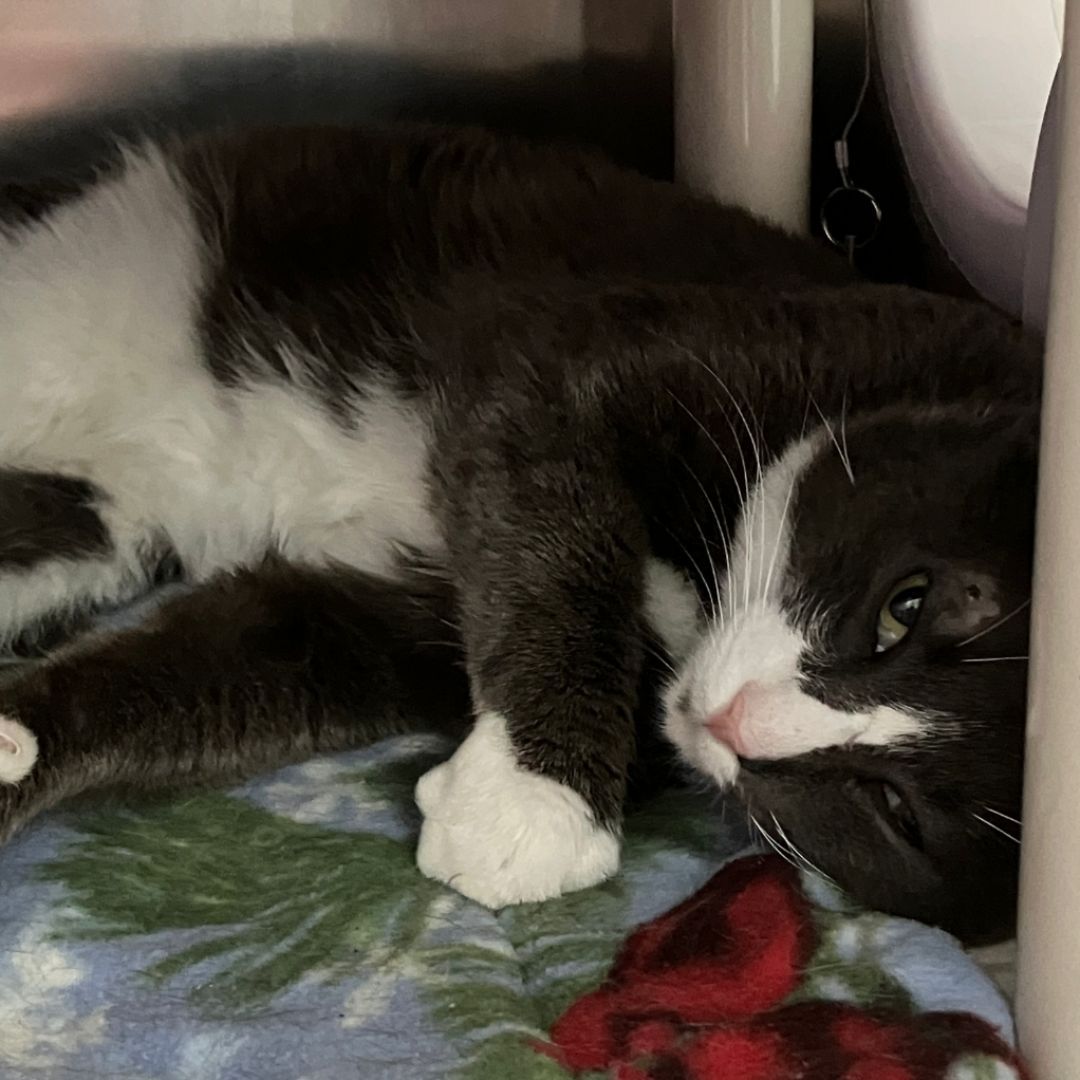 A black and white cat is laying down on a blanket