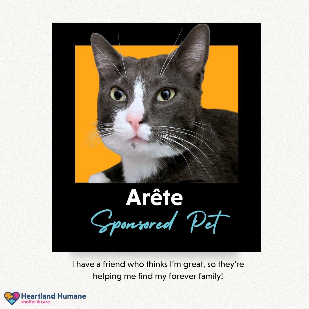 A black and white cat is sponsored by heartland humane