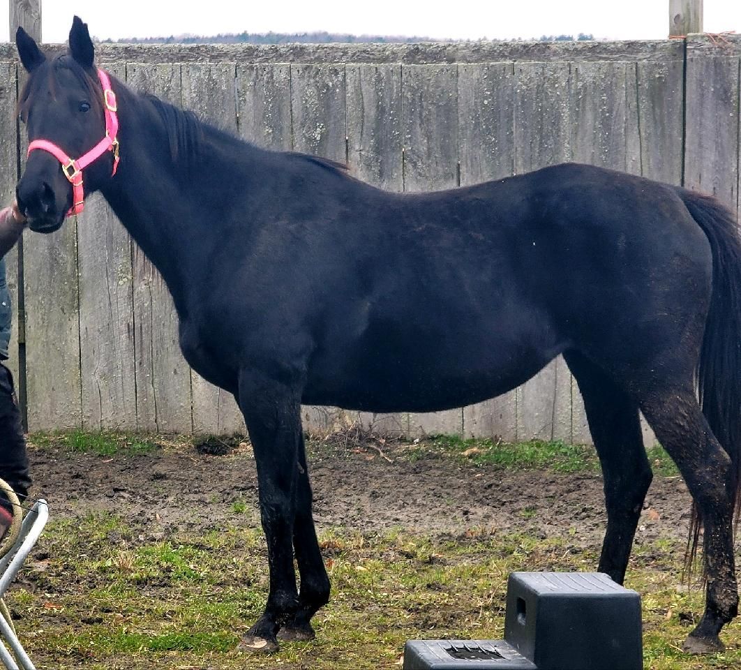 A black horse with a pink halter is standing in the grass