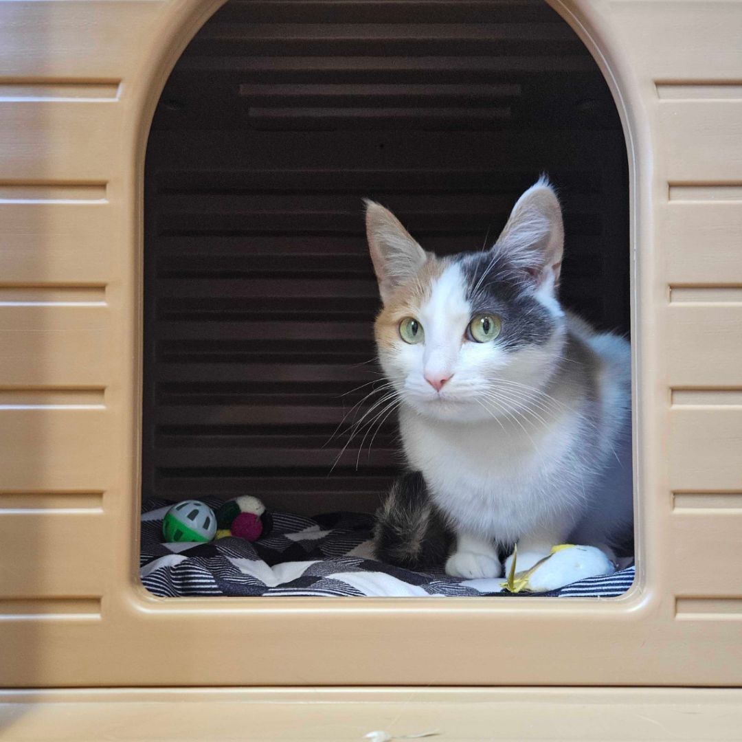 A calico cat is sitting in a dog house