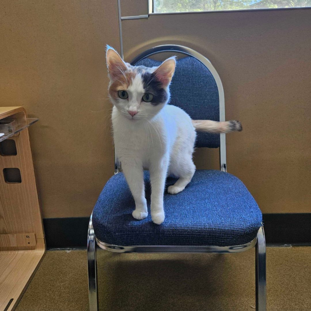 A calico cat is sitting on a blue chair