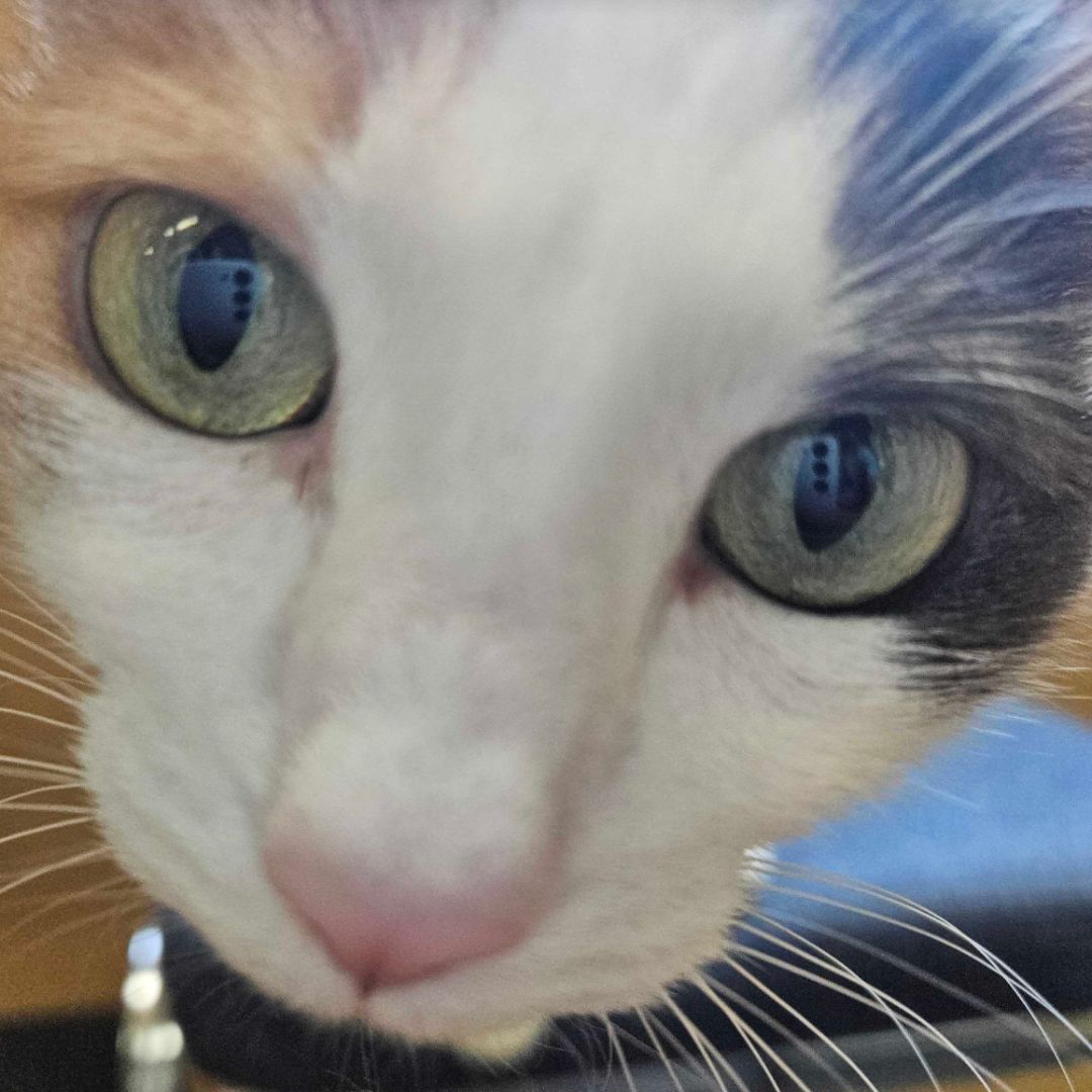 A close up of a calico cat 's face with green eyes