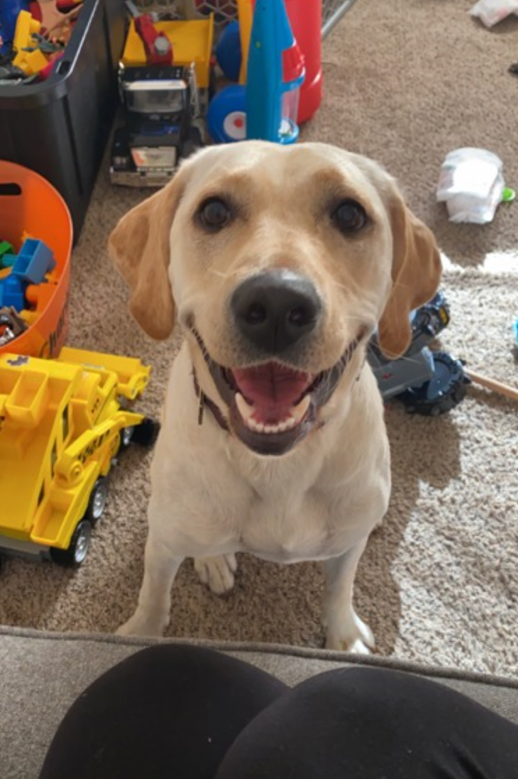 A dog is sitting on a couch and smiling at the camera