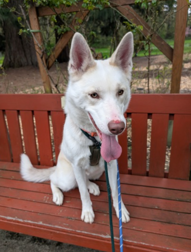 A white dog is sitting on a red bench with its tongue hanging out.